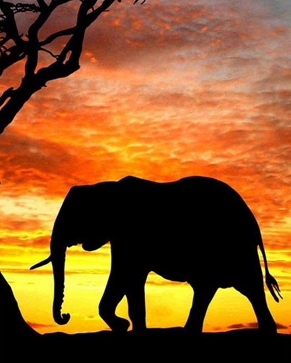 Elephant In Evening